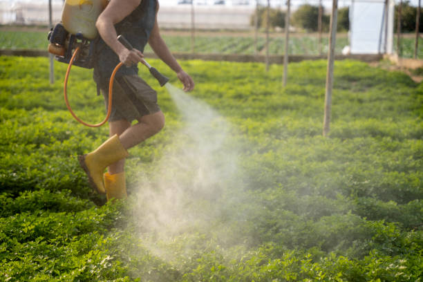 Best Pest Inspection Near Me  in Pine Island Center, FL