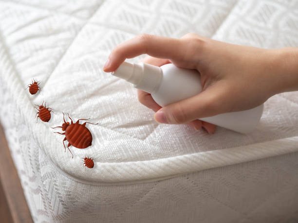 Best Affordable Pest Control Services  in Pine Island Center, FL