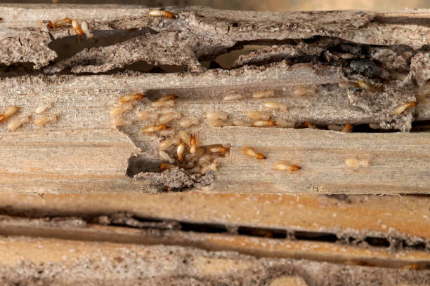 Best Flea Control Services  in Pine Island Center, FL